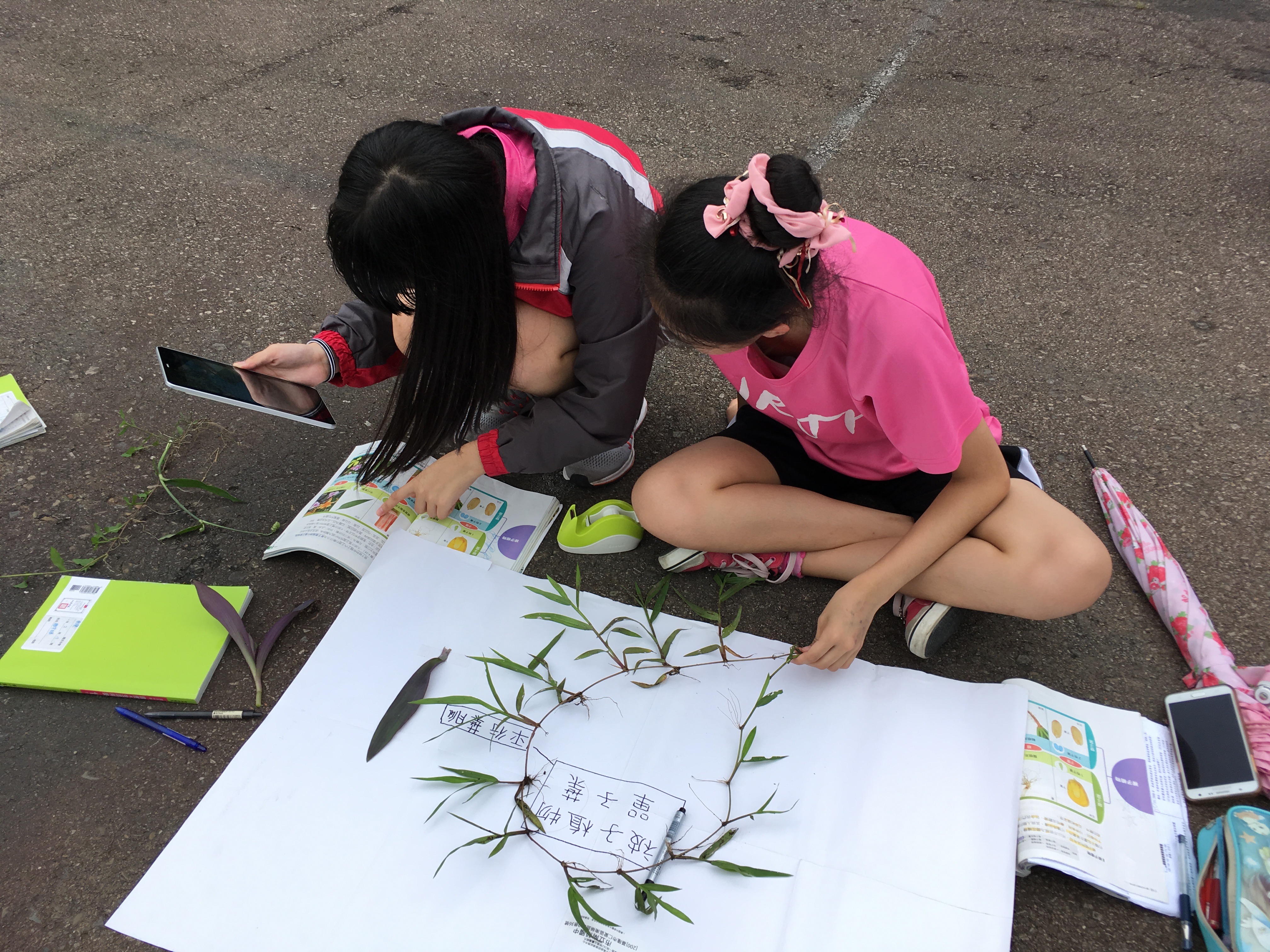 學生們分工合作，每個人都清楚知道組別抽中的植物類別主要特色